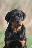 ROTTWEILER 606